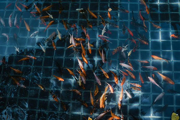 水产养殖